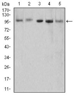XRN2 Antibody (9F7G11) - BSA Free, Novus Biologicals 0.1 mL | Buy Online | Novus Biologicals | Fisher Scientific